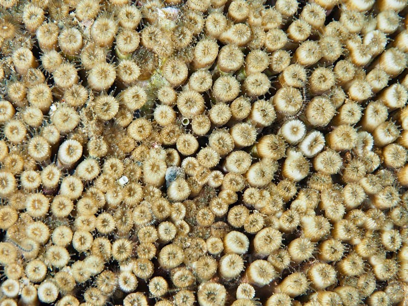 Close-up of yellowish coral with detailed texture, grass coral (Cladocora caespitosa), dive site Les Grottes, Giens peninsula, Provence Alpes Côte d'Azur, France, Europe