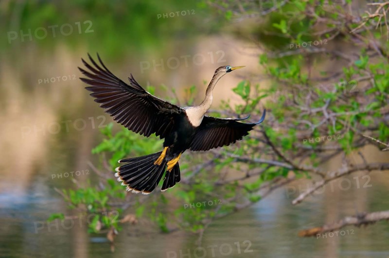 American Darter (Anhinga anhinga), approaching in spring, Wakodahatchee Wetlands, Delray Beach, Florida, USA, North America