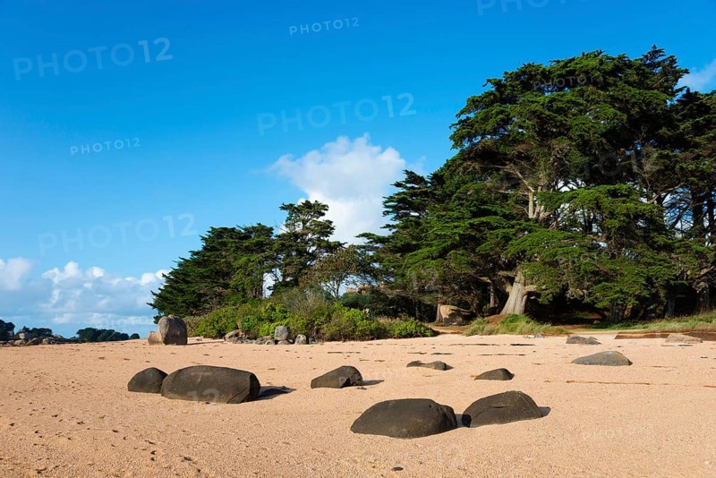 Sandy beach beach with trees and rocks under a blue sky, Baie de Sainte-Anne, Trégastel, Tregastel, Côte d'Armor, Brittany, France, Europe