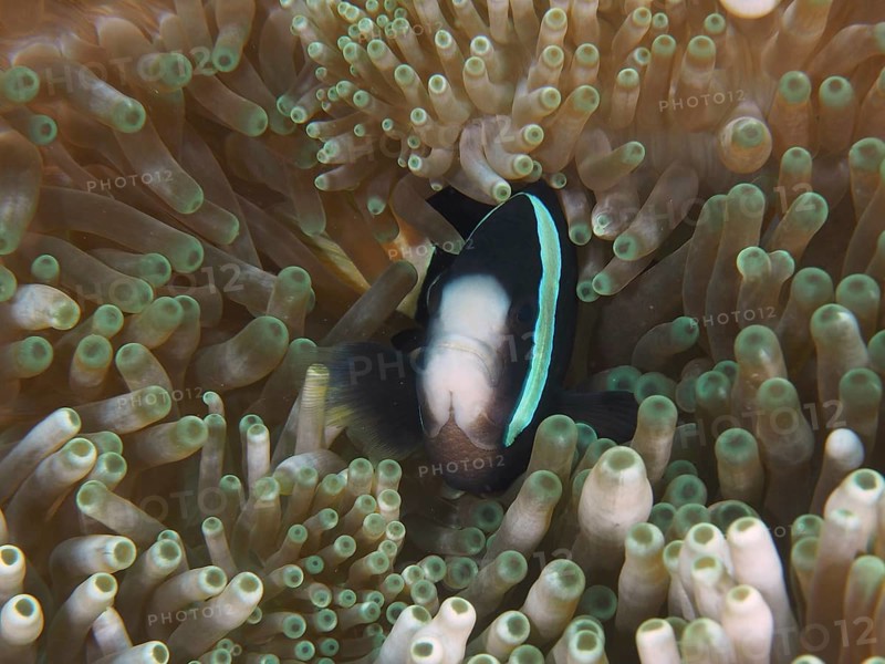 A Clark's anemonefish (Amphiprion clarkii) melanistic, swimming between the tentacles of a sea anemone in the sea, dive site Toyapakeh, Nusa Ceningan, Nusa Penida, Bali, Indonesia, Asia