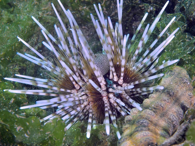 Sea urchin with long, coloured spines, banded sea urchin (Echinothrix calamaris), in a green seaweed landscape, dive site Secret Bay, Gilimanuk, Bali, Indonesia, Asia