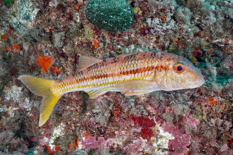 A striped barb (Mullus surmuletus) swimming along a reef, dive site L'anse aux blés, Giens peninsula, Provence Alpes Côte d'Azur, France, Europe