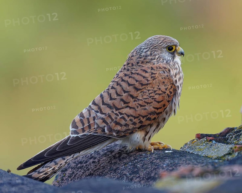 Female lesser kestrel (Falco naumanni), Extremadura, Spain, Europe