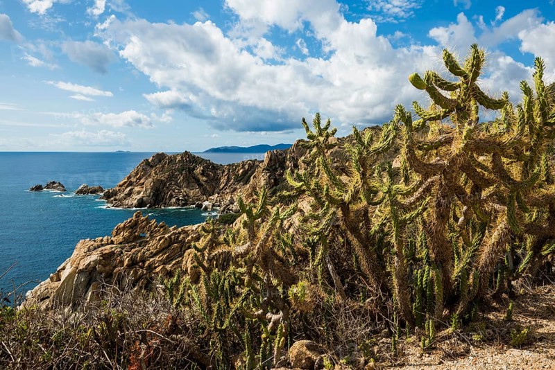 Coastal landscape with cacti and rocks, Capo Ferrato, Muravera, Province of Cagliari, Sardinia, Italy, Europe