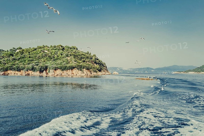 Seagulls off the coast of the Greek island of Skiathos, Greece, Europe