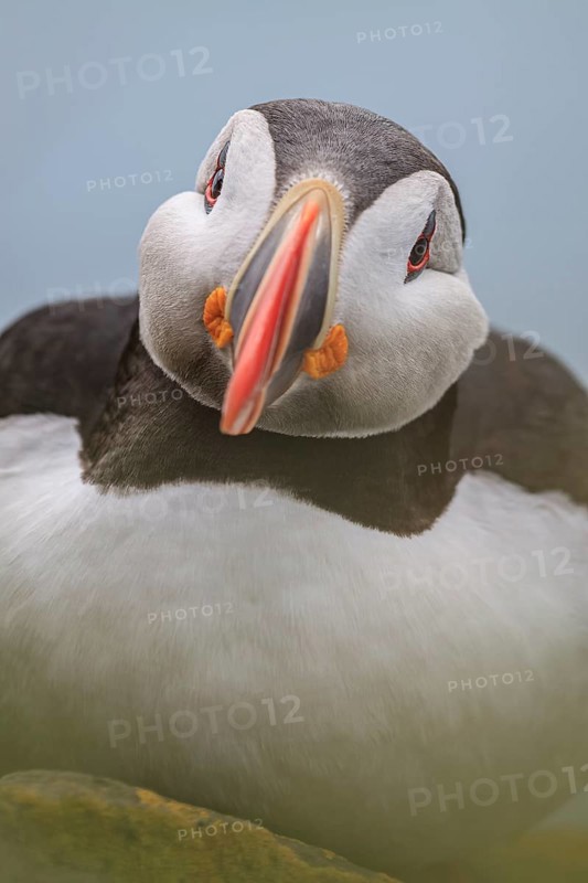 Puffin (Fratercula arctica) sitting on a cliff by the sea, frontal, portrait, summer, Latrabjarg, Westfjords, Iceland, Europe