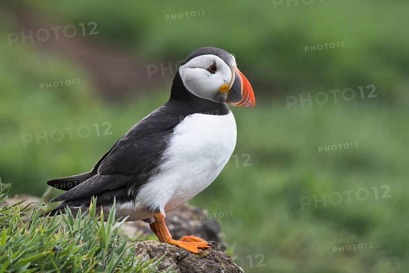 Puffin (Fratercula arctica) Skomer Island, Wales, Great Britain