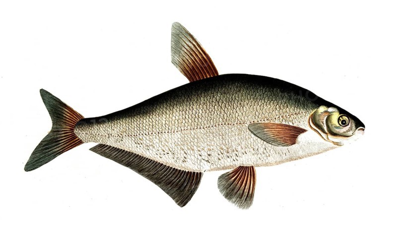 Fish, Fish, genus of carp fish, Cyprinus ballerus, the Sope, Historical, digitally restored reproduction from a 19th century original, Record date not stated