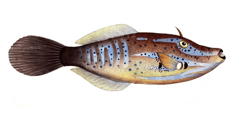 Fish, Fish, Balistes laevis, Queen triggerfish, smooth old Wife, Historical, digitally restored reproduction from a 19th century original, Record date not stated
