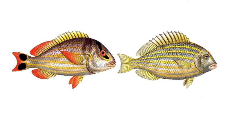 Fish, Fish, left: Genus of the family Perch, Perca juba, the tail spot, The Jub. right: Genus of the family Perch, Perca unimaculata, The spot, The Pacu, Historic, digitally restored reproduction from a 19th century original, Record date not stated