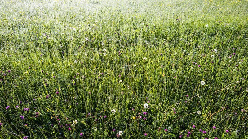 Alpine meadow, Lorettowiesen near Oberstdorf, Allgäu, Bavaria, Germany, Europe
