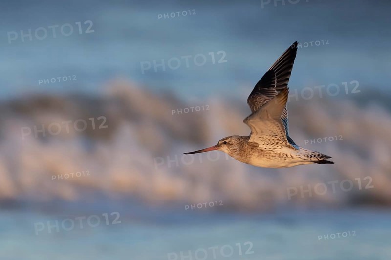 Bar tailed godwit (Limosa lapponica) adult bird in winter plumage flying over a coastline, Norfolk, England, United Kingdom, Europe