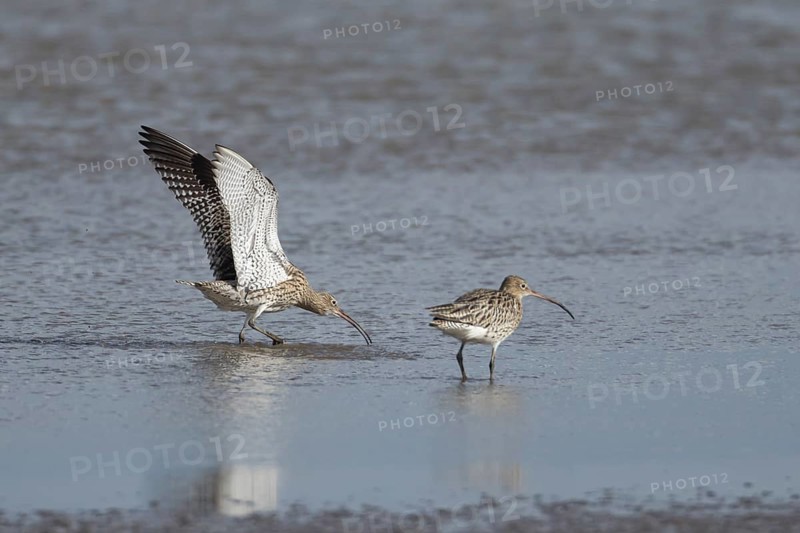 Eurasian curlew (Numenius arquata) adult bird displaying to another bird in a shallow lagoon, England, United Kingdom, Europe