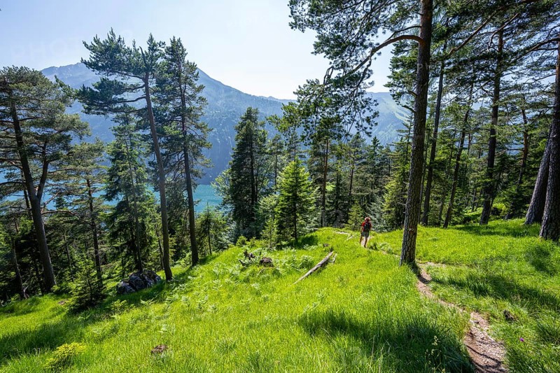 Mountaineers descending through green coniferous forest, view of Lake Achensee with Seekarspitze peak, Unnütz crossing, Brandenberg Alps, Tyrol, Austria, Europe