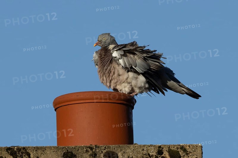 Wood pigeon (Columba palumbus) adult bird shaking its feathers on an urban house rooftop chimney, England, United Kingdom, Europe