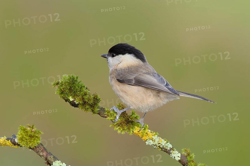 Willow Tit (Parus montanus), sitting on a branch overgrown with lichen, Wildlife, Animals, Birds, Siegerland, North Rhine-Westphalia, Germany, Europe