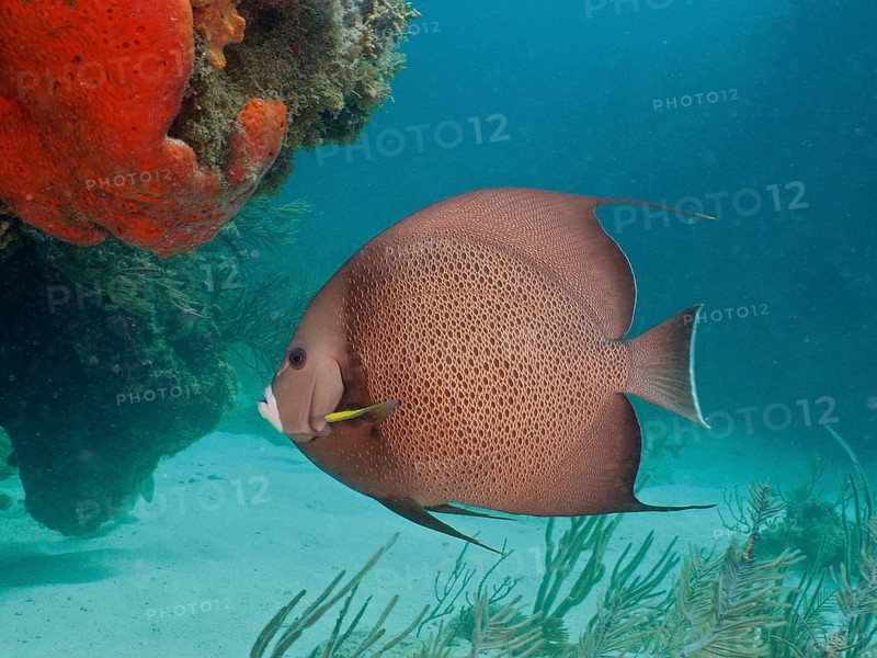 Gray angelfish (Pomacanthus arcuatus) swimming next to a sea sponge on a reef, dive site Blue Heron Bridge, Phil Foster Park, Riviera Beach, Florida, USA, North America