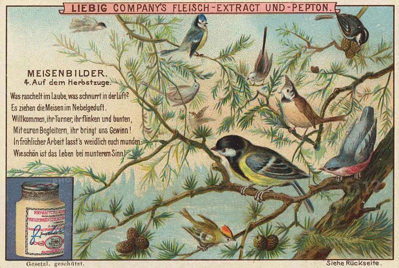 Picture series Birds, tits, on the autumn migration, Liebig picture, digitally restored reproduction of a collector's picture from around 1900, public domain, exact date unknown, some birds on a tree in an autumnal ambience with cones and lively nature