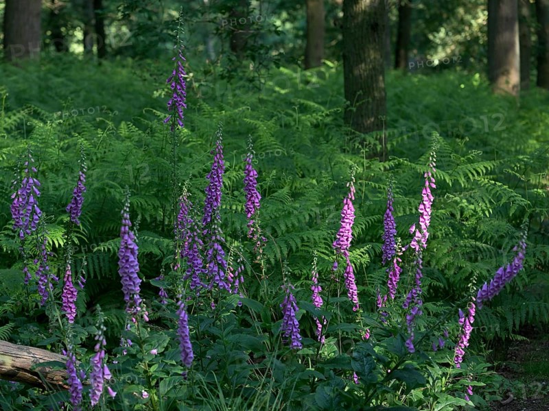 Common foxglove (Digitalis purpurea) in ferns illuminated by the sun, Lower Rhine, North Rhine-Westphalia, Germany, Europe