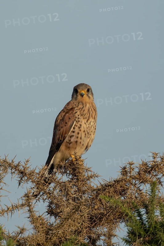 Common kestrel (Falco tinnunculus) adult falcon bird on a Gorse bush, England, United Kingdom, Europe