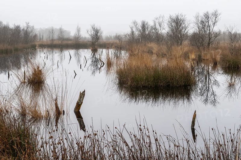 Autumnal moor landscape, Bargerveen, province of Drenthe, Netherlands