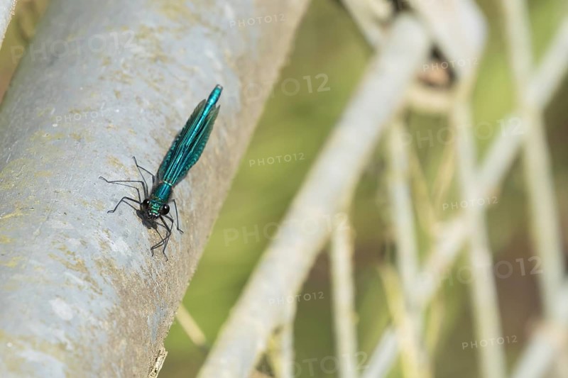 Banded demoiselle damselfly (Calopteryx splendens) adult male insect resting on metalwork in the summer, England, United Kingdom, Europe