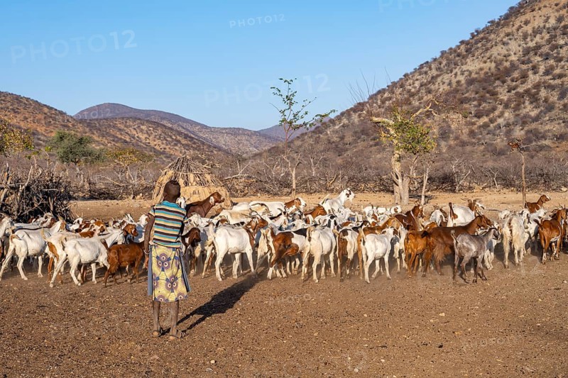 Himba boy with his herd of goats, traditional Himba village, Kaokoveld, Kunene, Namibia, Africa