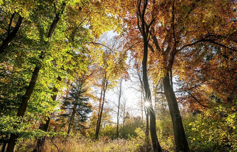 Beech forest, copper beech (Fagus sylvatica) in autumn with colourful leaves, backlit with sun star, Thuringia, Germany, Europe