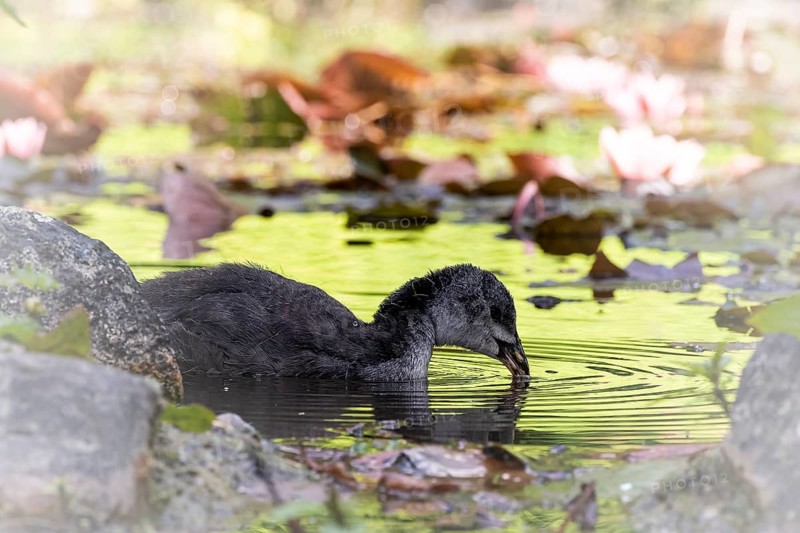 Eurasian Coot chicks (Fulica atra) swimming in the water, drinking, profile view, in the background many brown leaves lying on the water surface, Dortmund, North Rhine-Westphalia, Germany, Europe
