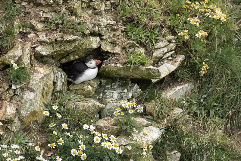 Atlantic puffin (Fratercula arctica) adult bird sleeping outside of its nest burrow on a cliff in the summer, England, United Kingdom, Europe
