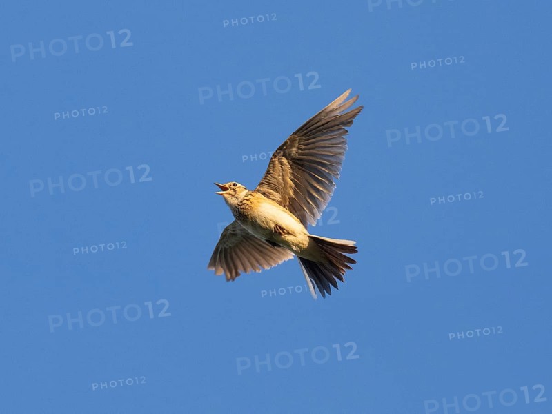 Eurasian skylark (Alauda arvensis) singing in flight against a blue sky in the breeding season, Hesse, Germany, Europe