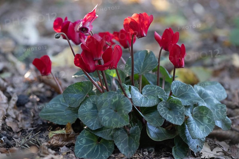 Cyclamen hederifolium or Neapolitan cyclamen (Cyclamen hederifolium), Emsland, Lower Saxony, Germany, Europe
