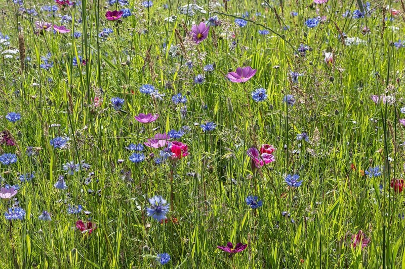 Flower meadow with cornflowers (Centaurea cyanea) and cosmos (Cosmos), Emsland, Lower Saxony, Germany, Europe