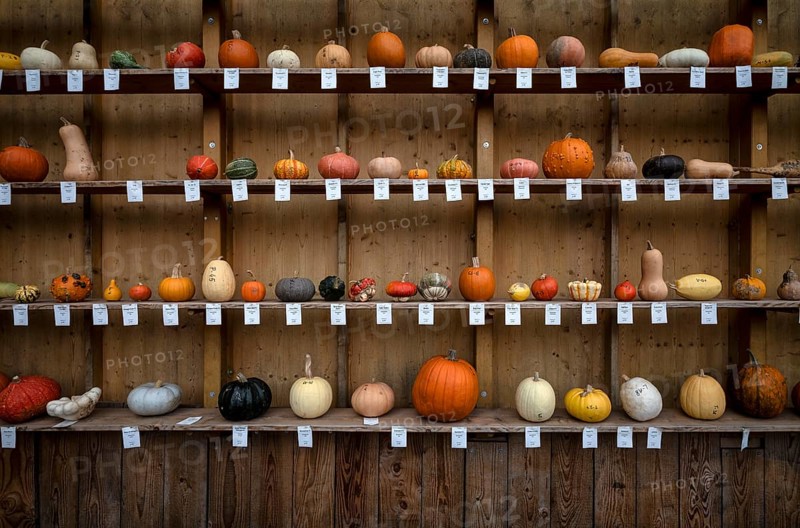 Classification, nomenclature, labelling shelf with various pumpkins, pumpkin exhibition, pumpkins, Blühendes Barock, Ludwigsburg, Baden-Württemberg, Germany, Europe