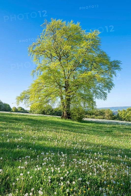 European beech (Fagus sylvatica), solitary in spring standing in a meadow with dandelion (Taraxacum sect. Ruderalia), fresh green leaves, blue sky, Thuringia, Germany, Europe