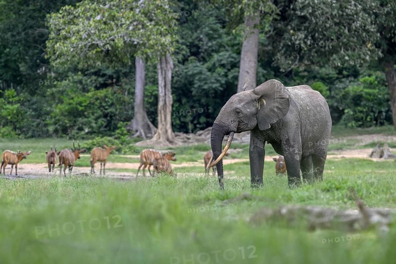 Forest elephant (Loxodonta cyclotis) and bongo antelope (Tragelaphus eurycerus) in the Dzanga Bai forest clearing, Dzanga-Ndoki National Park, Unesco World Heritage Site, Dzanga-Sangha Complex of Protected Areas (DSPAC), Sangha-Mbaéré Prefecture, Central African Republic, Africa