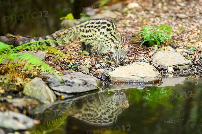 Common genet (Genetta genetta) at the shore of a lake, wildlife in a forest, Montseny National Park, Catalonia, Spain, Europe
