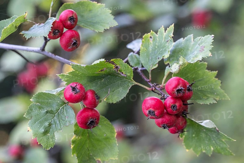 Hawthorn (Crataegus monogyna), fruits, Speyer, Rhineland-Palatinate, Germany, Europe