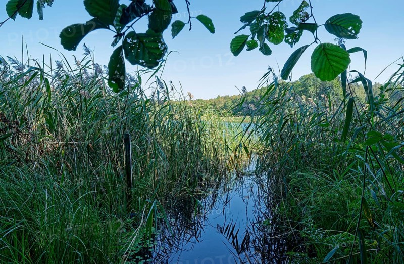 Wetland near a hiking car park in the south of the Wigry National Park near Krusznik in northern Poland. Krudznik, Podlaskie, Poland, Europe