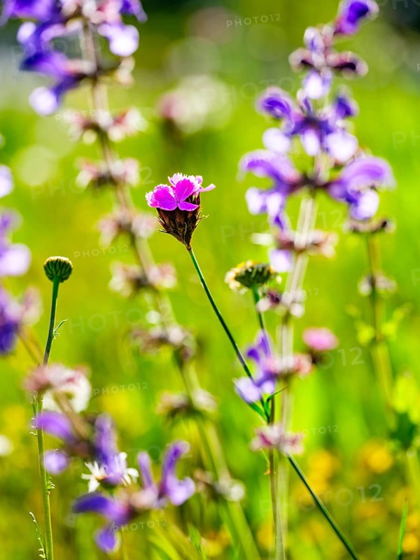 Carthusian carnation (Dianthus carthusianorum agg.) in a flower meadow, Bischofswiesen, Berchtesgadener Land, Upper Bavaria, Bavaria, Germany, Europe