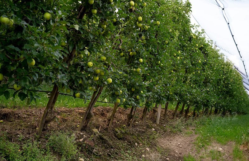 Granny Smith apple variety, apple orchard, fruit orchard, agriculture, agribusiness, Schenna, Scena, South Tyrol, Autonomous Province of Bolzano, Italy, Europe