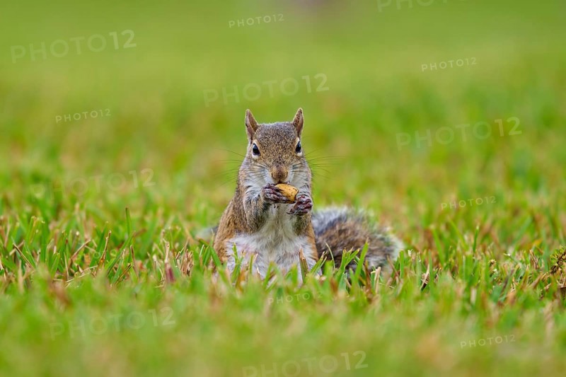 Grey Squirrel (Sciurus carolinensis), on meadow, springtime, Florida, USA, North America
