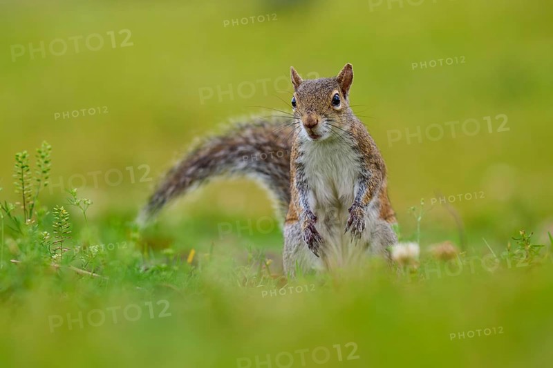 Grey Squirrel (Sciurus carolinensis), on meadow, springtime, Florida, USA, North America