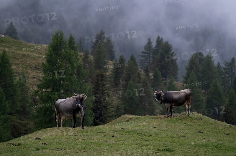 Two dairy cows, cows, on the pasture, alpine path, Klammeben, Hirzer near Saltaus, Schenna, Scena, Passeier Valley, fog, South Tyrol, Autonomous Province of Bolzano, Italy, Europe