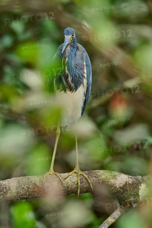 Tricoloured Heron (Egretta tricolor), sitting on a branch, spring, Wakodahatchee Wetlands, Delray Beach, Florida, USA, North America