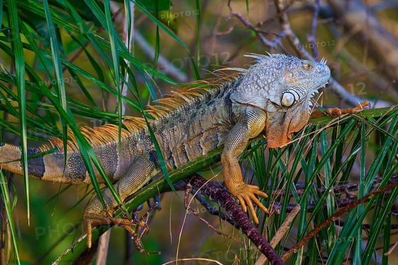 Common green iguana (Iguana iguana), Wakodahatchee Wetlands, Delray Beach, Florida, USA, North America
