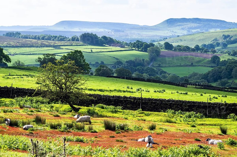 Farms and Sheeps in North York Moors National Park, Yorkshire, England, United Kingdom, Europe