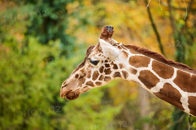 Reticulated giraffe (Giraffa camelopardalis reticulata), portrait, Germany, Europ, Europe