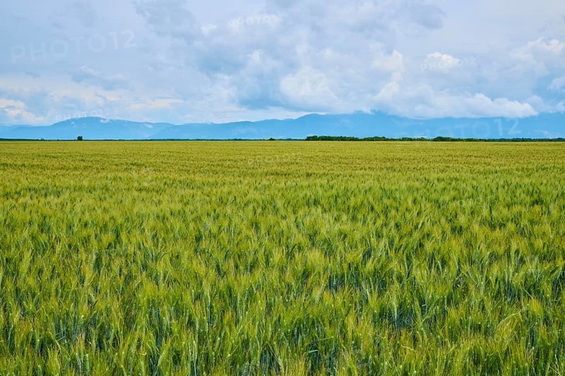 Wheat field (Triticum), mountains and cloudy sky in the background, summer, Valensole, Alpes-de-Haute-Provence, Provence-Alpes-Cote d'Azur, France, Europe
