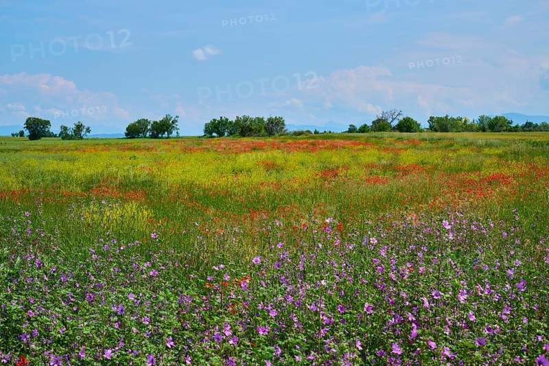 Flower meadow with poppies (Papaver), and sage (Salvia), slightly overcast sky, summer, Valensole, Alpes-de-Haute-Provence, Provence-Alpes-Cote d'Azur, France, Europe
